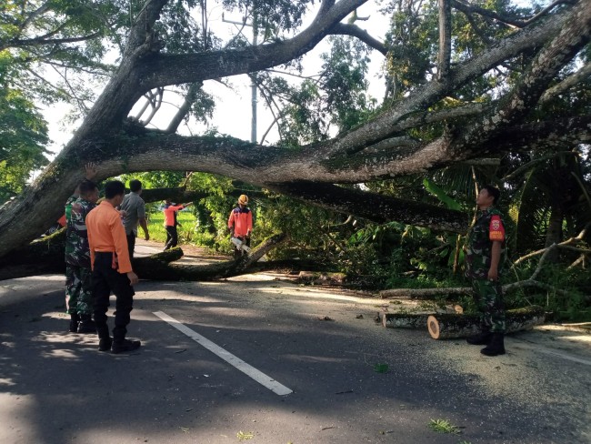 Bersama BPBD, Danramil Praya Barat Bersihkan Pohon Tumbang di Jalan Raya Mandalika