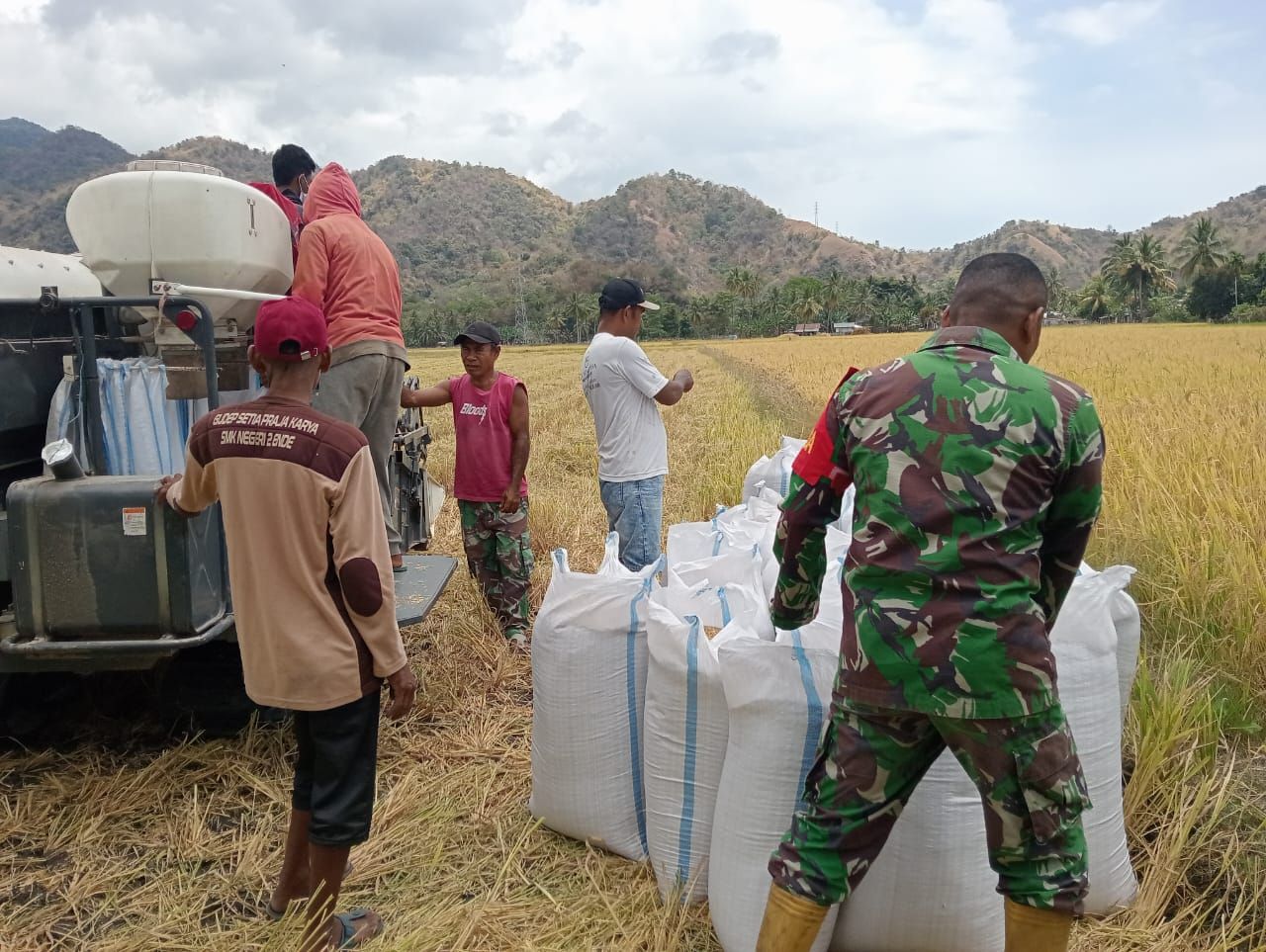 Babinsa Maurole Dampingi Petani Panen Padi Gunakan Combine di Desa Mausambi