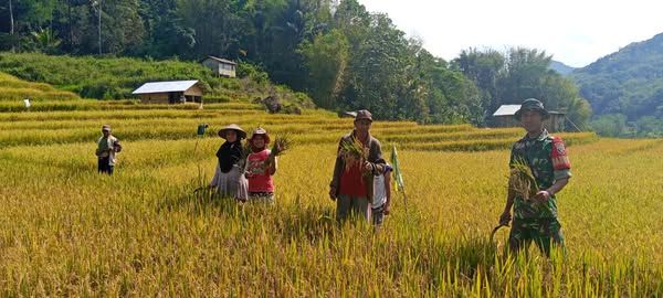 Sinergi TNI dan Petani: Babinsa Koramil 1612-04/Elar Dampingi Panen Musim Ini