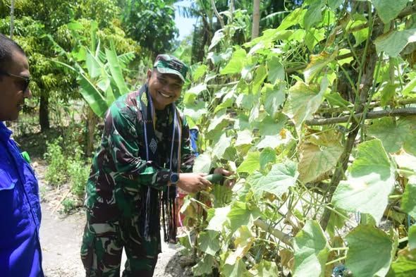 Dandim 1621/TTS Panen Bersama Program Pertanian Cerdas Iklim Land4Lives di Amanuban Barat