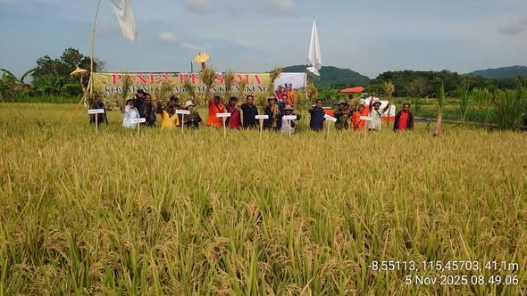 Babinsa Pesinggahan Ikut Serta Gerakan Panen Padi Bersama