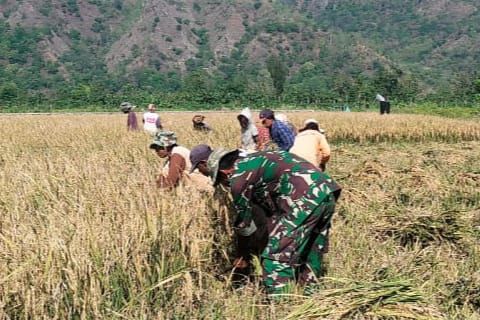 Percepat Masa Panen, Babinsa Bersama Petani Gotong Royong Panen Padi
