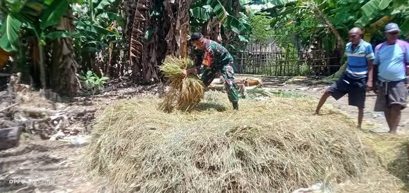 Babinsa Kanatang Bantu Petani Rontokkan Padi di Kelurahan Temu