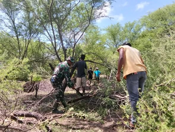 KDKMP Fatelilo Digarap Bersama, Babinsa Jasinto Meco Pimpin Gotong Royong Warga