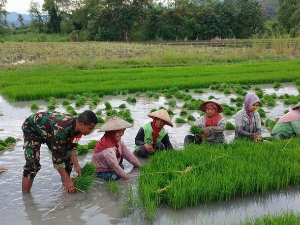 Anggota Koramil Elar Bantu Petani Panen Bibit Padi di Desa Kembang Mekar