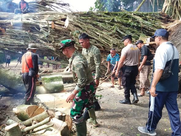 Koramil Banjarangkan Bersama Aparat Gabungan Evakuasi Pohon Beringin Tumbang di Desa Getakan