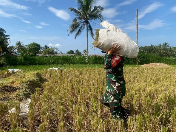 Sinergi TNI Dan Petani, Babinsa Timuhun Bantu Petani Panen Padi