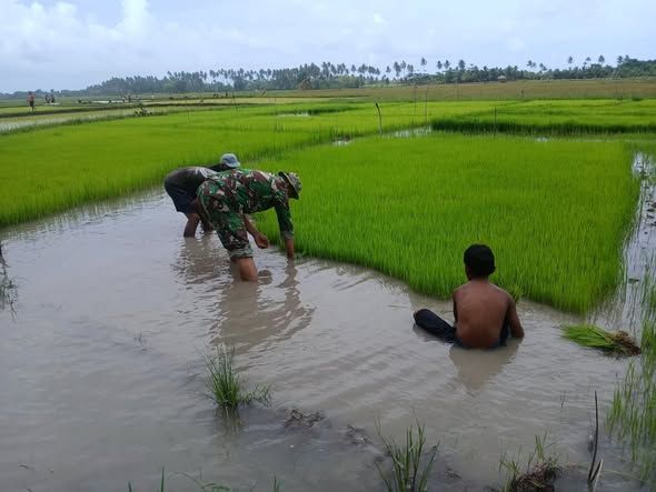 Babinsa Koramil Walakaka Dampingi Proses Tanam Padi di Lamboya Barat