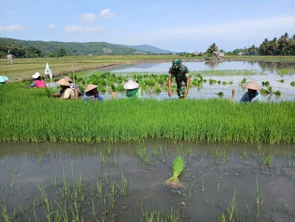 Dukung Ketahanan Pangan, Koramil Elar Turun Langsung Bantu Petani