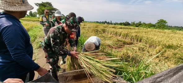 Babinsa Koramil Banjarangkan Bersama PPL Gelar Ubinan Di Subak Penasan