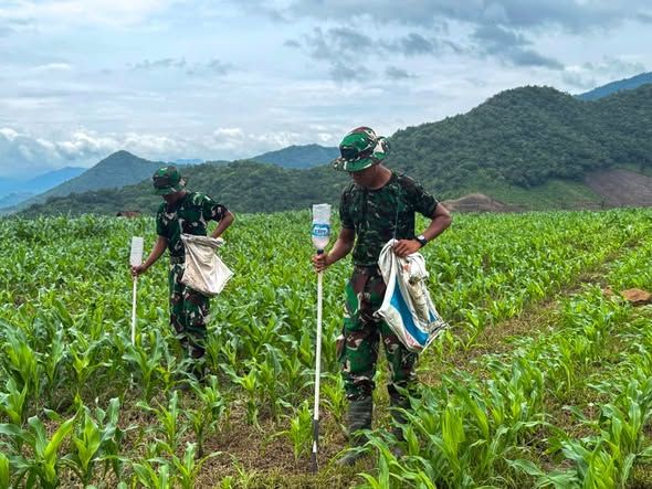 Perawatan Rutin Tanaman Jagung: Dedikasi Prajurit untuk Hasil Panen Berkualitas 