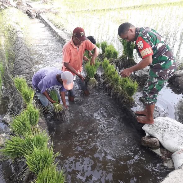 Pendampingan Nyata Babinsa, Persiapan Bibit Padi Jadi Harapan Baru Petani Oemanu