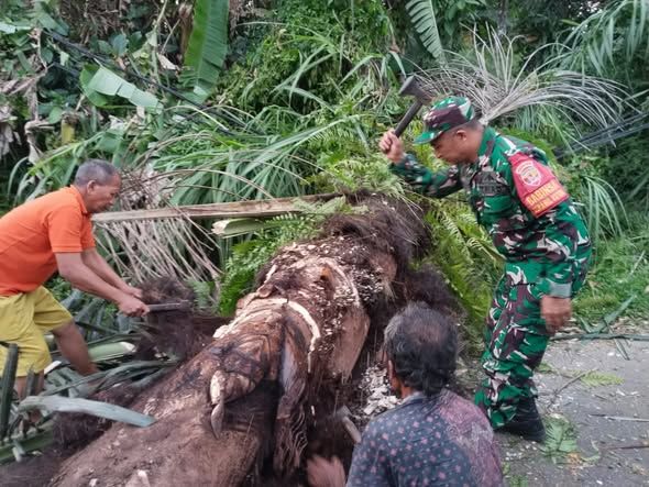 Babinsa Tembuku Tanggap Bantu Warga Terdampak Pohon Enau Tumbang
