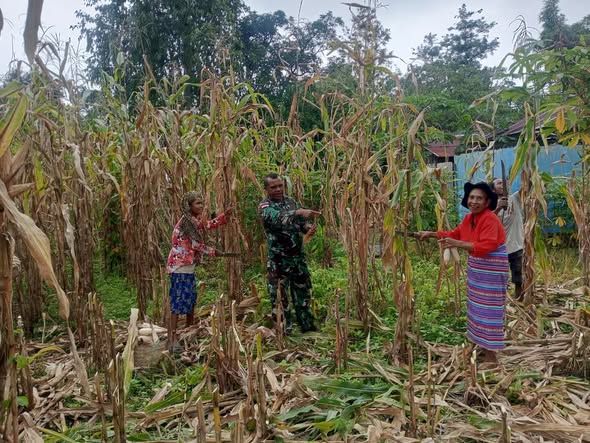 Wujudkan Ketahanan Pangan Yang Mandiri, Anggota Satgaster Bersama Petani Panen Jagung Hibrida