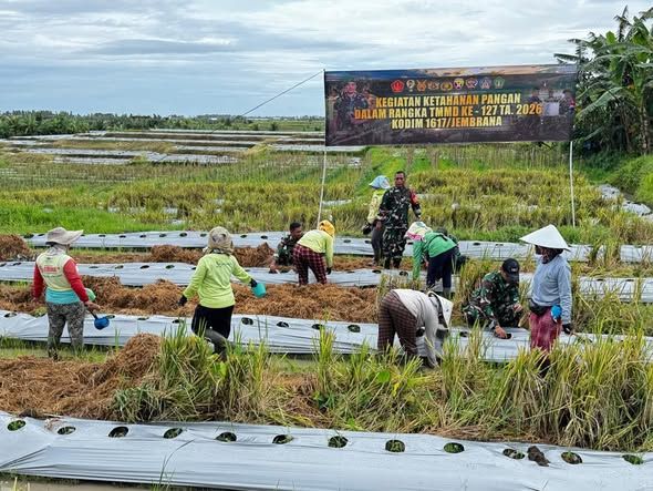 Dansatgas TMMD 127 Jembrana: Budidaya Semangka Adalah Investasi Kemandirian Ekonomi Desa.