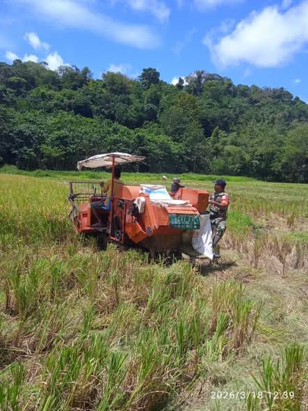 Babinsa Lewa Turun Langsung Bantu Panen Padi, Dukung Ketahanan Pangan di Sumba Timur